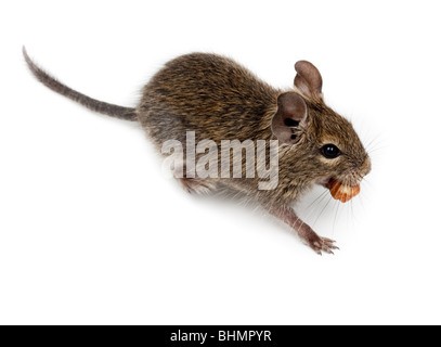 Degu commun, ou Brush-Tailed dégus Octodon (rat) en studio sur un fond blanc. Banque D'Images