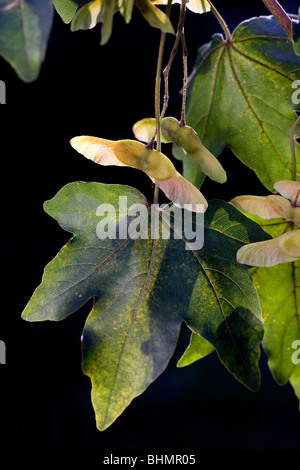 L'Érable sur le terrain / Hedge Maple (Acer campestre) avec des fruits, Belgique Banque D'Images