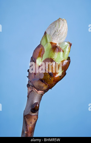 Horse-chestnut / arbre de Conker (Aesculus hippocastanum) bud avec feuille d'émerger, Belgique Banque D'Images