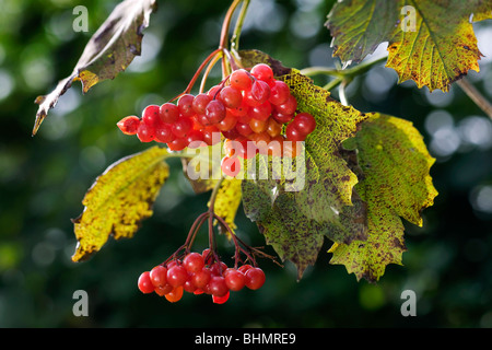 Guelder Rose / Eau / crampon / Écorce Arbre Snowbell (Viburnum opulus) close up of red berries Banque D'Images