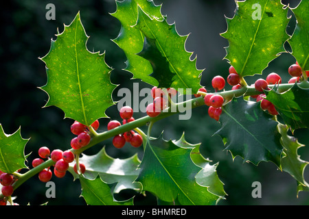 Le houx (Ilex aquifolium européenne) fruits rouges et de feuilles, Belgique Banque D'Images