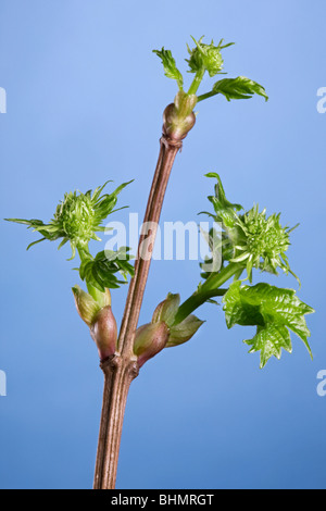 Guelder Rose / Eau / crampon / Écorce Arbre Snowbell (Viburnum opulus) bourgeons avec de nouvelles feuilles, Belgique Banque D'Images