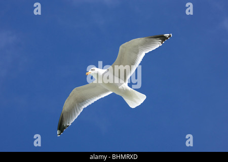 Goéland argenté (Larus argentatus) en vol sur fond de ciel bleu Banque D'Images