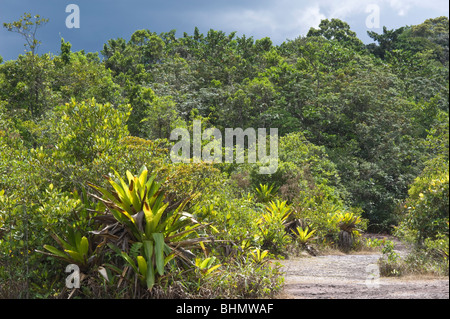 Réservoir géant (Broméliacées Brocchinia micrantha) habitat Kaieteur National Park Bouclier de Guyane Guyane Amérique du Sud Octobre Banque D'Images