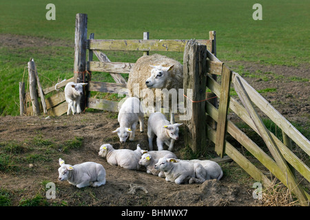 Texel domestique (Ovis aries) brebis avec agneaux dans le corral, Pays-Bas Banque D'Images