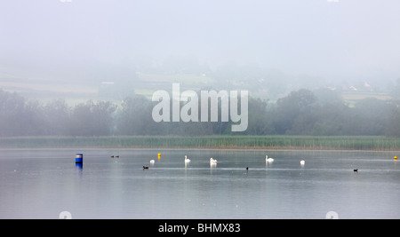 Les cygnes et canards au lac Llangorse misty sur un matin d'été, le Parc National des Brecon Beacons, Powys, Wales, UK. En été (juin) 2009 Banque D'Images