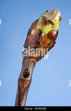 Horse-chestnut / arbre de Conker (Aesculus hippocastanum) bud, Belgique Banque D'Images