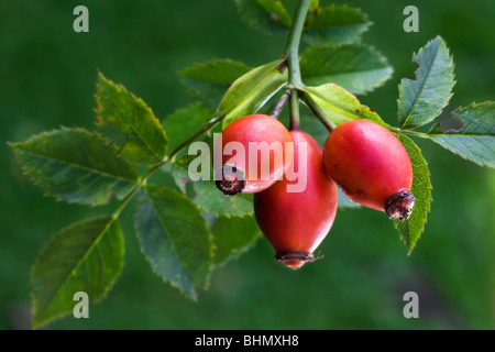 Les hanches de Dog Rose / Rose / Rose hip Haw (rosa canina), Belgique Banque D'Images