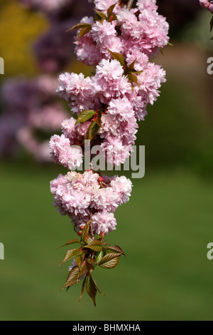 Image prise des fleurs d'un cerisier Oriental japonais en pleine floraison. Banque D'Images