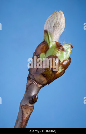 Horse-chestnut / arbre de Conker (Aesculus hippocastanum) bud avec feuille d'émerger, Belgique Banque D'Images