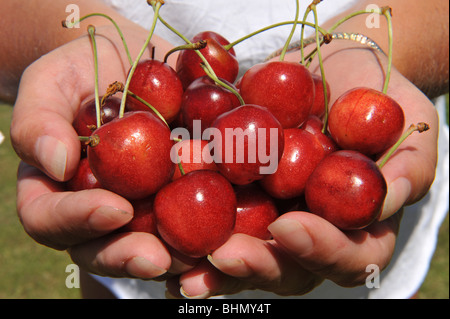 Une poignée de cerises fraîchement cueillies Banque D'Images