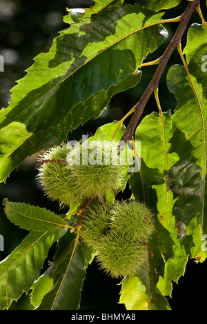 Sweet Chestnut / Marron (Castanea sativa) montrant les feuilles et les enveloppes contenant des noix Banque D'Images