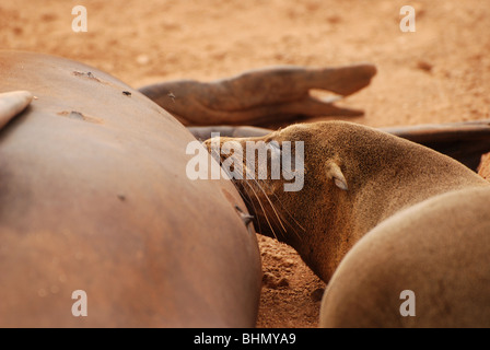 Les Lions de mer des Galapagos sur l'une des nombreuses plages de l'archipel des Galapagos Banque D'Images