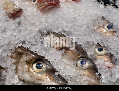 Poisson frais dans de la glace concassée, à peine plus d'yeux visibles. Banque D'Images