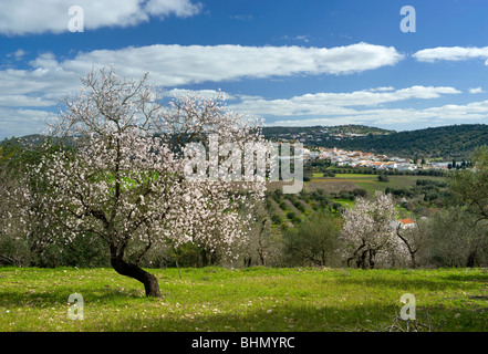 Le Portugal, l'Algarve, l'amandier en fleurs dans la campagne près de Albufeira Banque D'Images