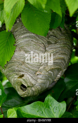 Frelon européen (Vespa crabro) niche en arbre, Belgique Banque D'Images