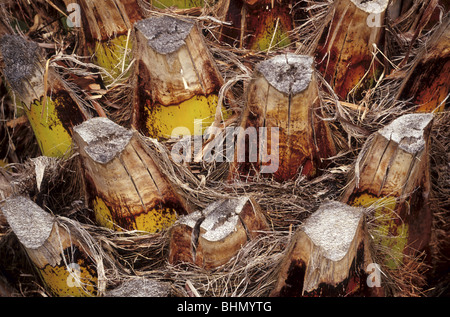 Un détail de la palm tree trunk. Banque D'Images