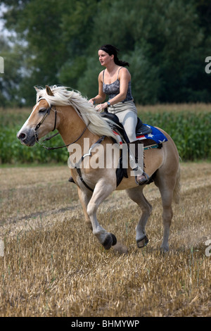 Girl riding a / Avelignese Haflinger Cheval (Equus caballus) dans la zone, Belgique Banque D'Images