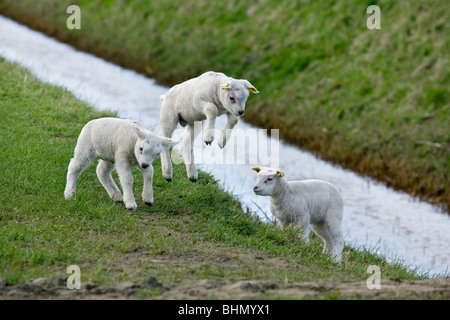 Texel domestique (Ovis aries) agneaux sautant et jouant dans un pré, les Pays-Bas Banque D'Images