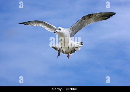 Goéland argenté (Larus argentatus) en vol sur fond de ciel bleu Banque D'Images