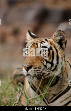 Un gros plan d'un tigre du Bengale à Ranthambore, Inde. (Panthera tigris) Banque D'Images