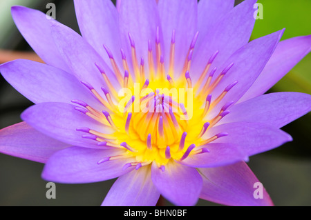 Beau nénuphar bleu (Lotus) Banque D'Images