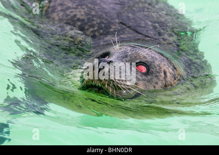 Blind Phoque commun (Phoca vitulina) Nager dans le logement du joint Ecomare, Texel, Pays-Bas Banque D'Images