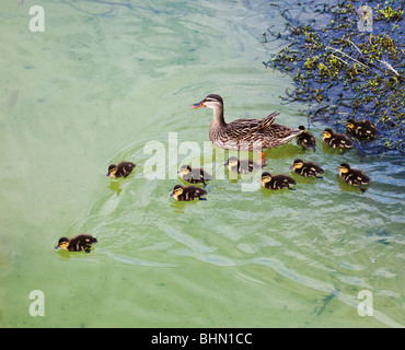 Canard colvert Anas platyrhynchos platyrhynchos, Famille, Wall Springs Park, Palm Harbor, Floride Banque D'Images