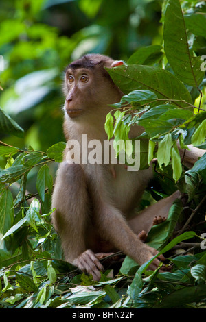 Macaque de queue de cochon Banque D'Images