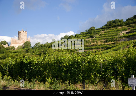 Les vignes, le château de Kaysersberg, Riquewihr, Alsace, France Banque D'Images