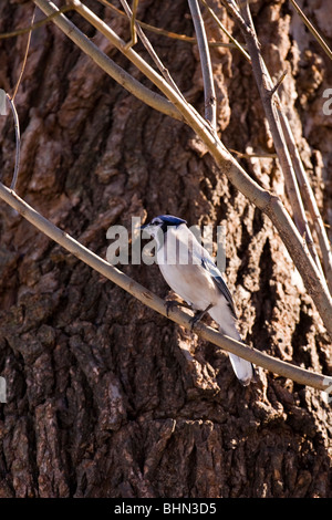 Geai bleu assis sur une branche. Banque D'Images