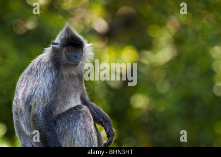 Feuille argenté Monkey Banque D'Images