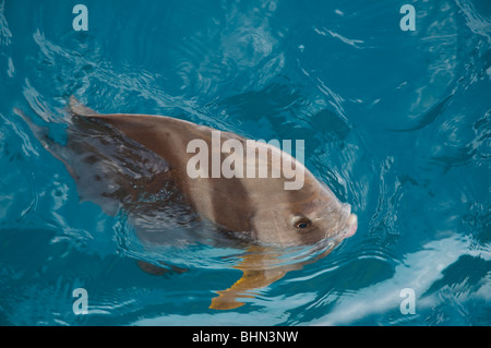 Teira Batfish, alimentation de surface sur la Grande Barrière de corail Banque D'Images