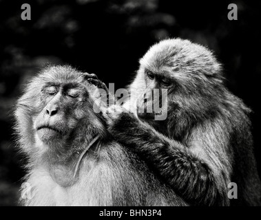 Les singes de la neige sur l'île de Shodoshima le toilettage eux-mêmes. Le Japon Banque D'Images