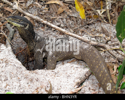 Sable, Goulds Moniteur Varanus gouldii Banque D'Images