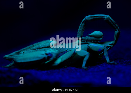 Vue de côté sur un rocher plat scorpion sous lumière UV. Profondeur de champ sur la piqûre et la queue. Banque D'Images