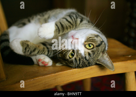 Chat domestique couché sur une chaise Banque D'Images