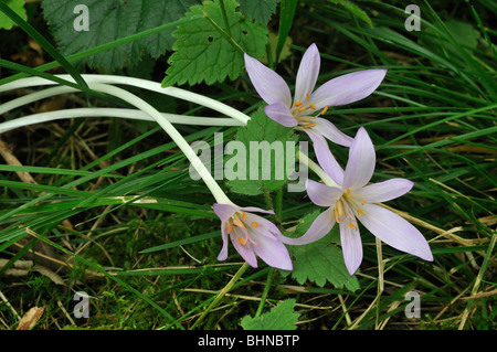 Trois meadow saffron spralling en herbe - Colchicum autumnale Banque D'Images