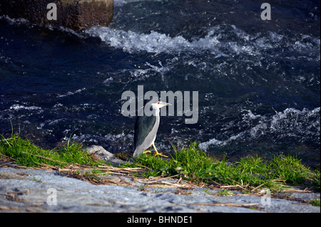 Nuit noire, héron bihoreau gris Nycticorax nycticorax, d'OISEAUX, DE LA RIVIÈRE KAMO, KYOTO, JAPON Banque D'Images