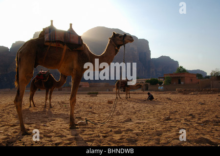 Attendre les chameaux pour les touristes et randonneurs à Rum Village, Wadi Rum, Jordanie Zone protégée Banque D'Images