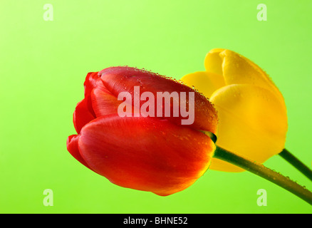 Deux tulipes fleurs sur fond vert Banque D'Images