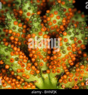 Vert et orange, fruit d'une panicule Gunnera manicata Banque D'Images