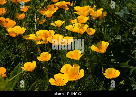 Le pavot de Californie (Eschscholzia californica) poussent à l'état sauvage sur un allotissement plot Banque D'Images