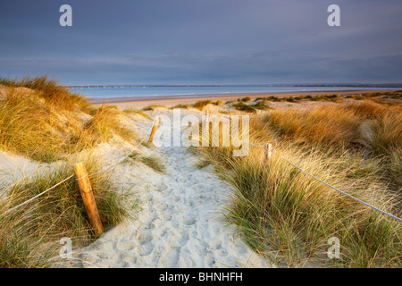 Dunes de sable de l'East West Wittering, tête. Début sunshine briser le nuage echelle l'ammophile dans la lumière d'or chaud Banque D'Images