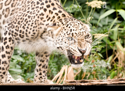 Persian Leopard en captivité Banque D'Images