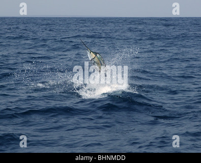 Eau salée pêche voilier sport saut Banque D'Images