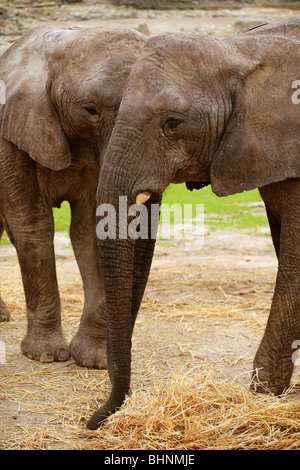 Les éléphants d'image sur le sol argileux avec de l'herbe en arrière-plan Banque D'Images