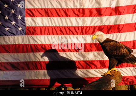 Un pygargue à tête blanche jette son ombre sur le drapeau américain à l'Homosassa Springs Wildlife State Park, Floride Banque D'Images