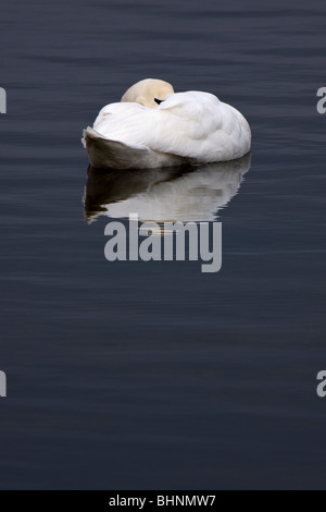 Cygne tuberculé - Cygnus olor Banque D'Images