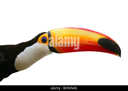 Brésil Ramphastos toco Toucan Tucan Passériformes oiseaux brésilien Banque D'Images